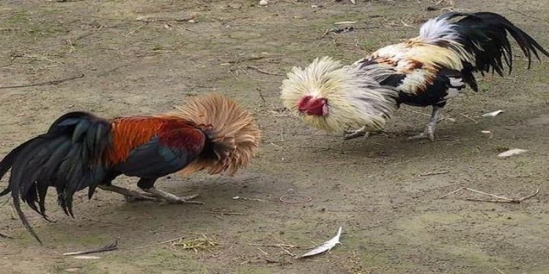 Xem Trực Tiếp Trận Gà Đòn Và Gà Tre Hôm Nay Tại Jun88 5 Xem trực tiếp trận gà đòn và gà tre hôm nay tại Jun88
