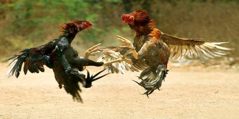 Bí quyết chọn gà cược qua màu mà anh em chắc chắn chưa biết 6 Cách chọn gà đá theo từng mạng