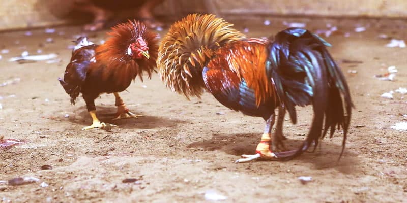 Top 5 Giống Gà Đá Hay Nhất Mà Các Sư Kê Mải Mê Tìm Kiếm 5 Tìm hiểu về giống gà đá cựa sắt hay nhất hiện nay