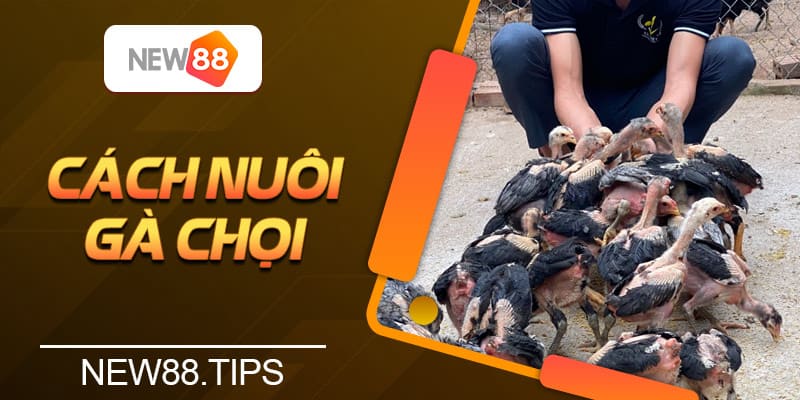 Bật Mí Cách Nuôi Gà Chọi Tốt Nhất Trên Từng Phương Diện 4 Bật Mí Cách Nuôi Gà Chọi Tốt Nhất Trên Từng Phương Diện