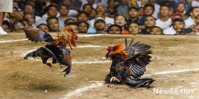 Chơi Đá Gà Campuchia - Hấp Dẫn, Sôi Động Nhất Châu Á 6 Đôi nét về đá gà Campuchia